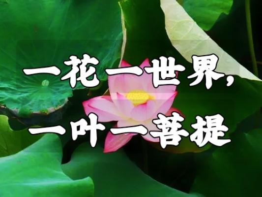 一花一世界，一叶一菩提- 抖音百科