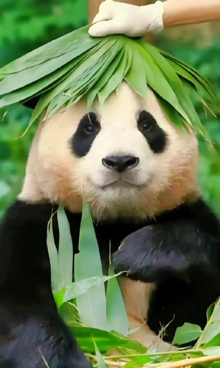 基本常识｜不到2岁的大熊猫宝新，被成都基地养死了: r/LiberalGooseGroup, image size:750x1253