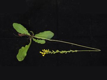 芜菁还阳参-芜菁还阳参