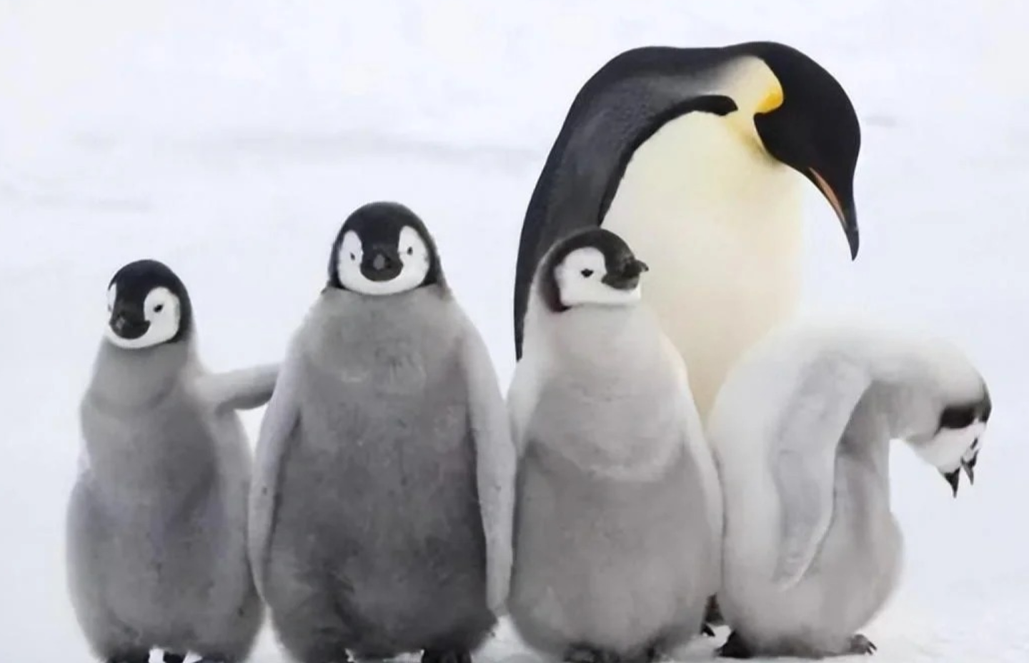 根本天選之鵝！攝影師遇見「全身黑」國王企鵝招牌白肚肚消失了💥 - (圖/IG＠yves_adams）, image size:1440x928