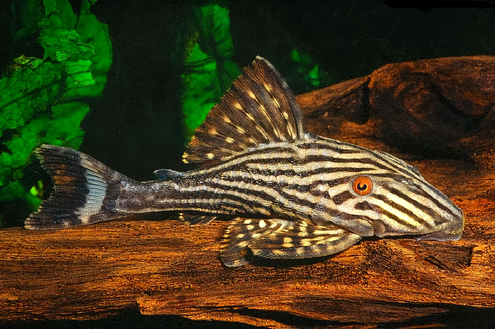 皇冠豹属- 抖音百科