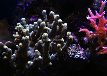 纳波滨珊瑚-微孔珊瑚科滨珊瑚属动物