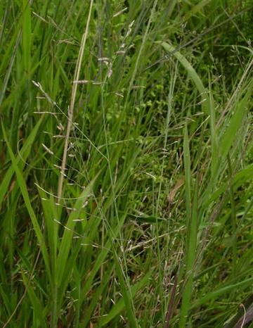 短穗画眉草-禾本科画眉草属植物