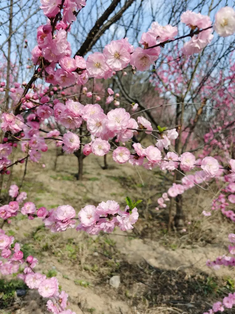 北京南海子郊野公园