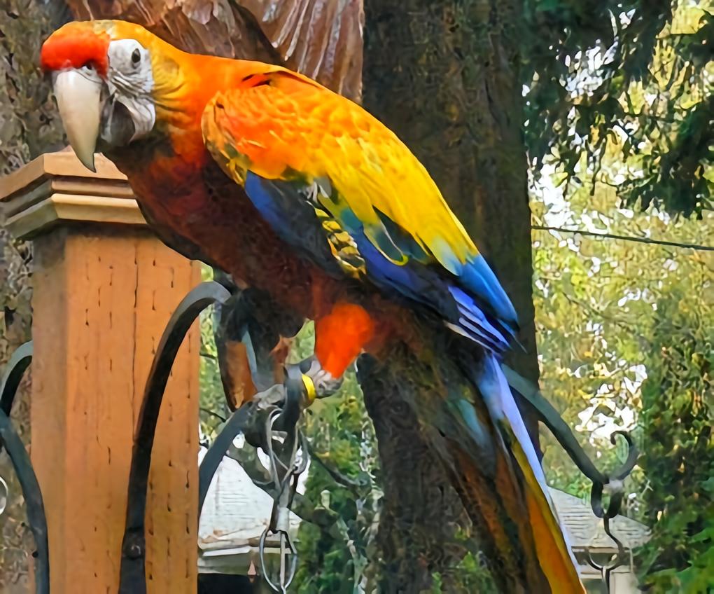 卡布里金刚鹦鹉- 抖音百科