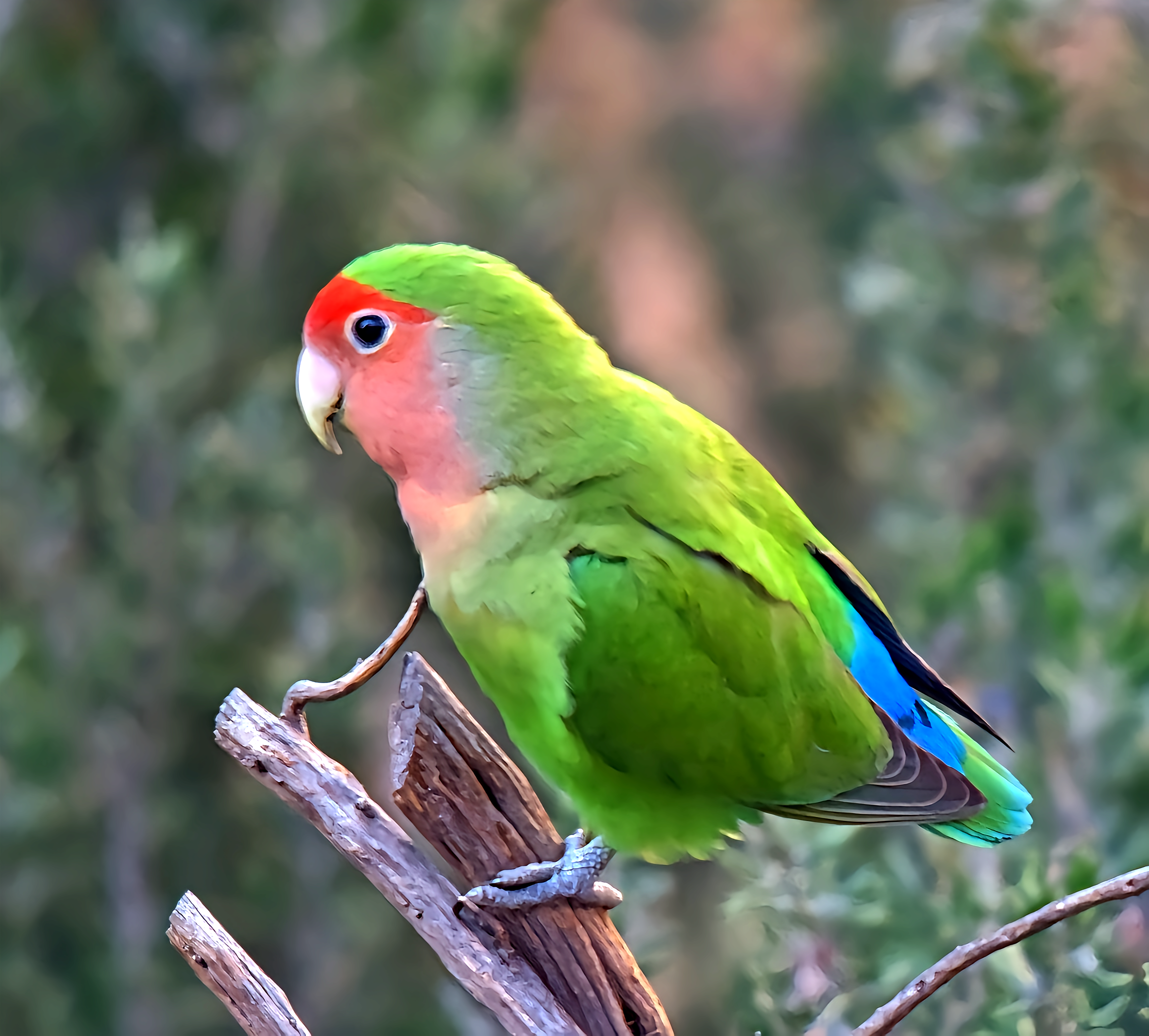 牡丹鹦鹉属- 抖音百科