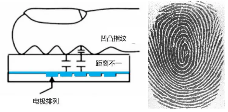 指纹