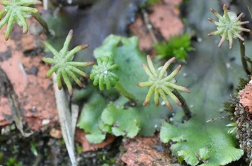 苔纲