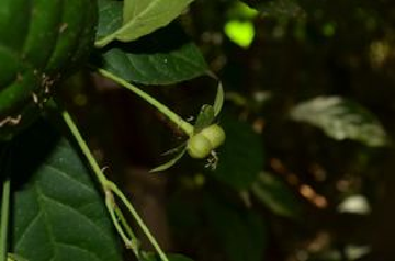 棒柄花属-金虎尾目大戟科
