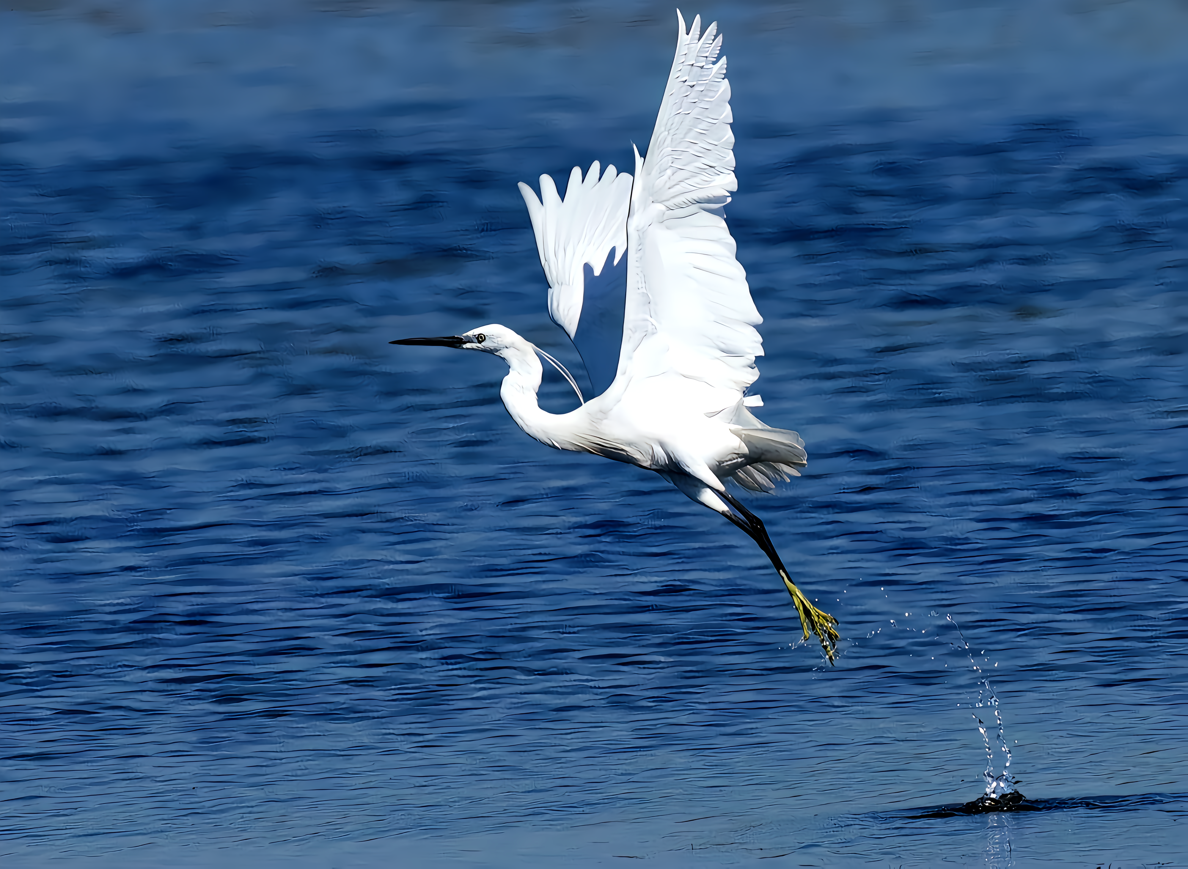 white-heron-1570996_960_720.jpg