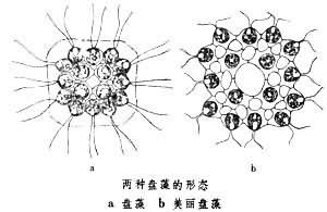 盘藻属