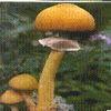 红环菌属-红环菌目红环菌科