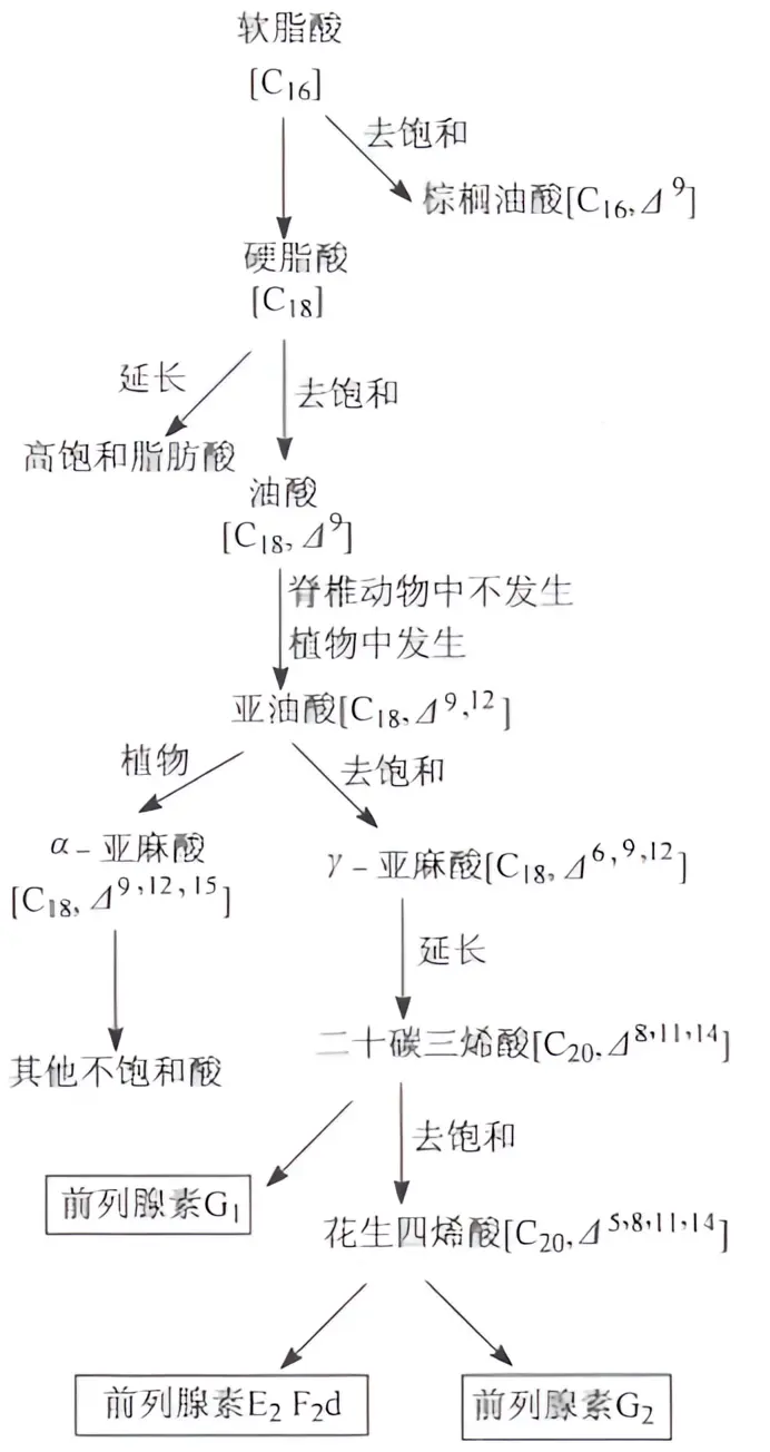 软脂酸