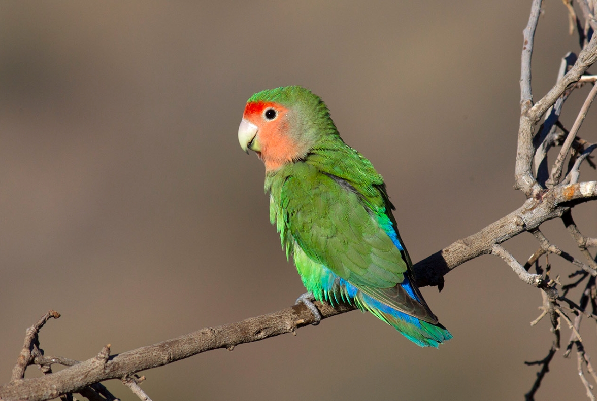 桃脸牡丹鹦鹉- 抖音百科