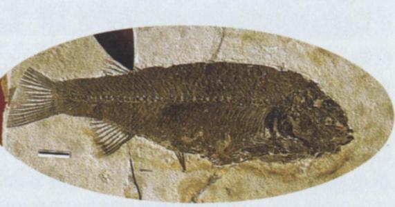 魚化石② 中国 LYCOPTERA 3千万年前 FISH FOSSIL