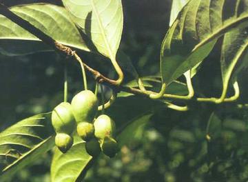 云南山竹子-五桠果亚纲侧膜胎座目植物