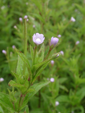 小花柳叶菜-小花柳叶菜
