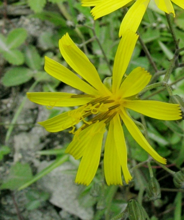 糙毛黄鹌菜-糙毛黄鹌菜