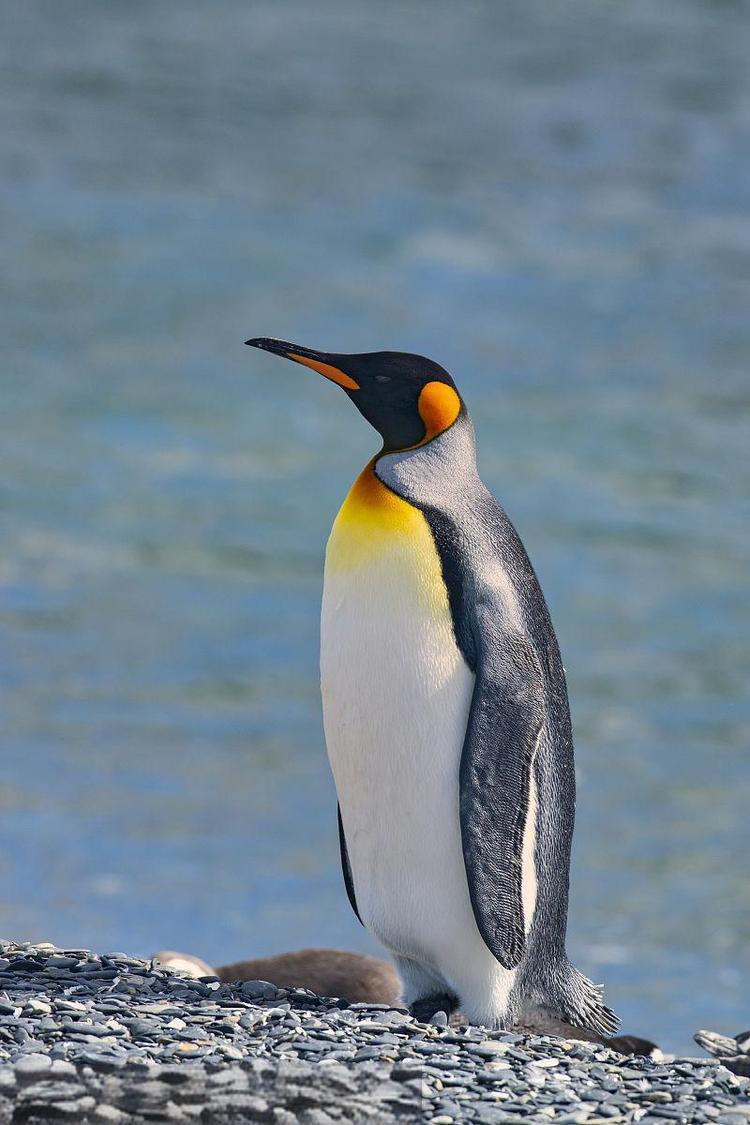 王企鹅- 抖音百科