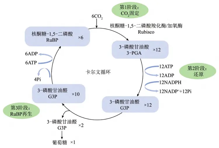 光合作用