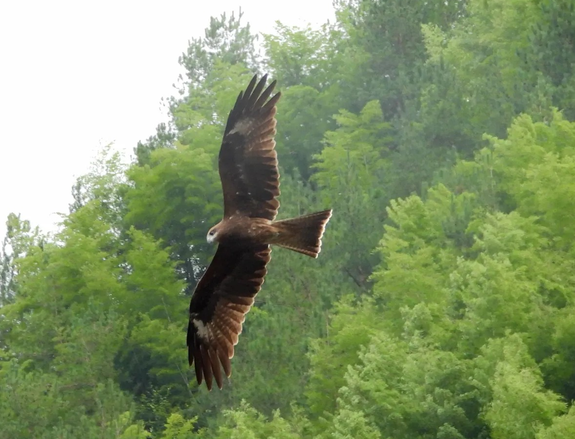 鹰形目- 抖音百科, image size:1176x897