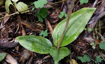 钳唇兰-兰科钳唇兰属植物