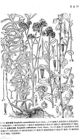 亚灌木香青-菊科香青属植物