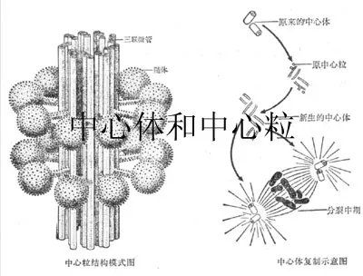 中心体