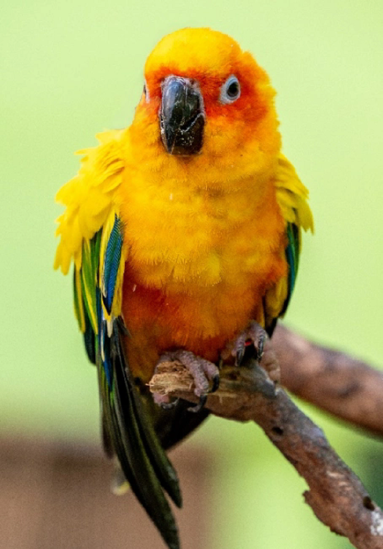 锥尾太阳鹦鹉- 抖音百科