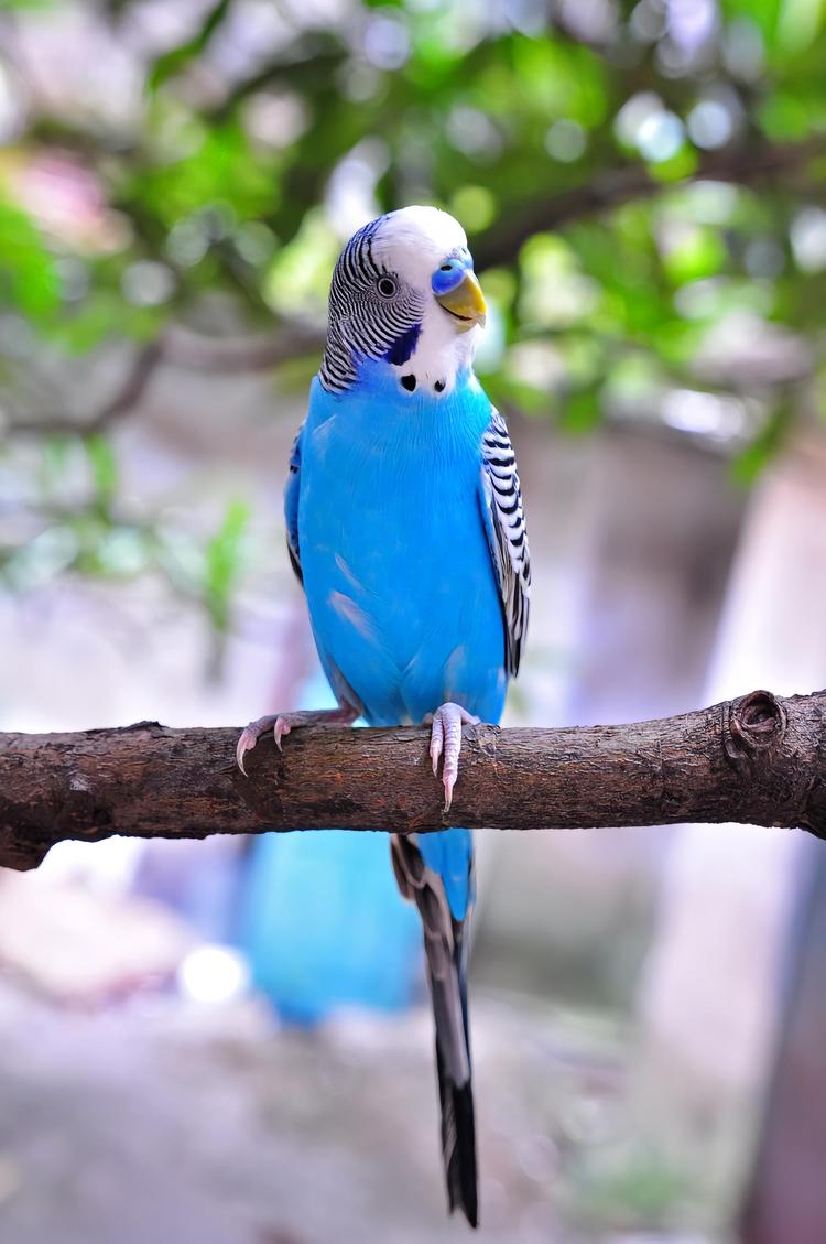 虎皮鹦鹉- 抖音百科