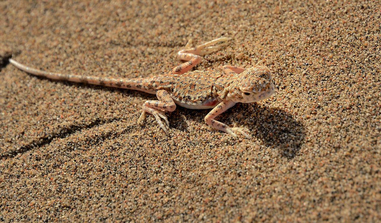 沙漠鬣蜥- 抖音百科, image size:1280x750