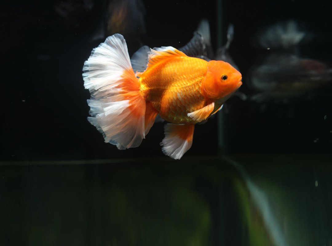 常见观赏鱼- 十种适合淡水饲养的观赏鱼- 海外华人网, image size:1080x800