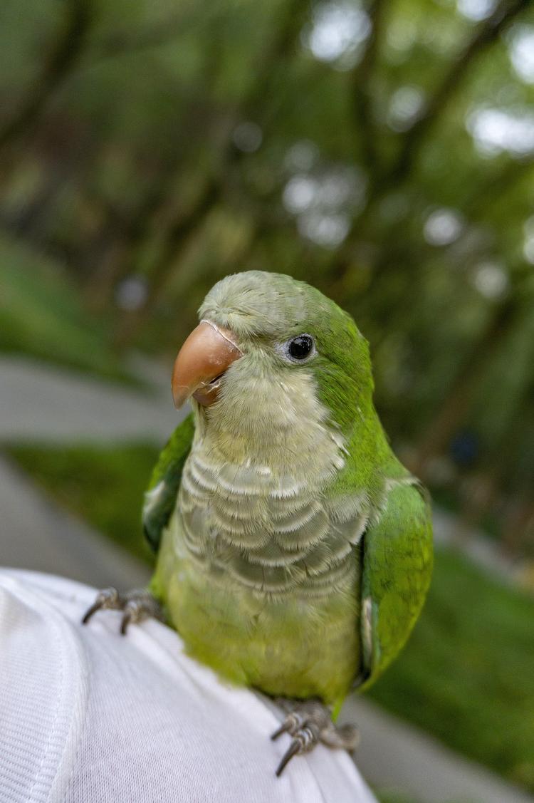 和尚鹦鹉- 抖音百科