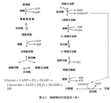 糖酵解途径-生物体中降解葡萄糖的途径