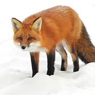 赤狐- 抖音百科