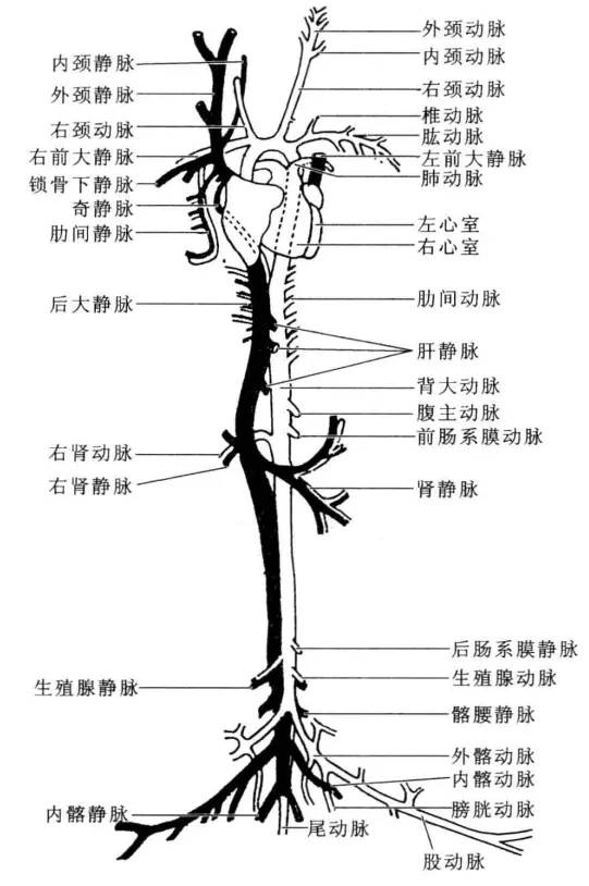 哺乳动物