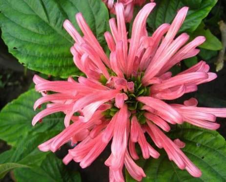 珊瑚　花？ 珊瑚シリーズ 4．サンゴバナ（珊瑚花） | かぎけん花図鑑