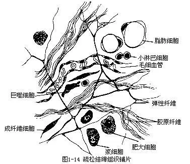 结缔组织