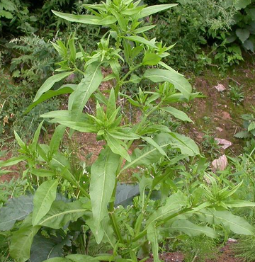 长刺酸模-木兰纲蓼科酸模属植物