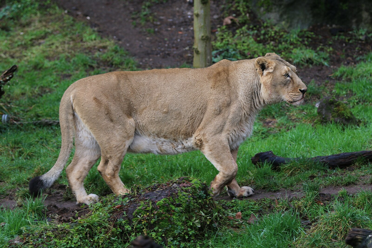 需要大量宠物食品—成就—[Mists of Pandaria Classic], image size:1280x853