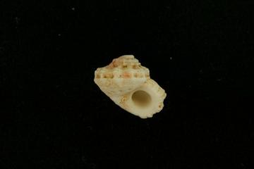 小金刚蝾螺-圆孔螺科胀脉螺属动物