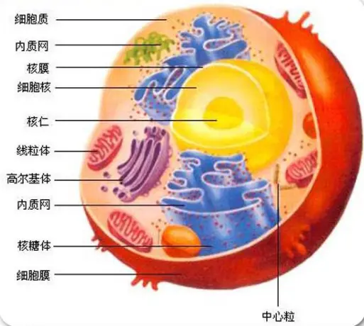 真核生物