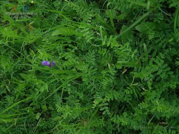 大花野豌豆-豆科野豌豆属一年生草本植物