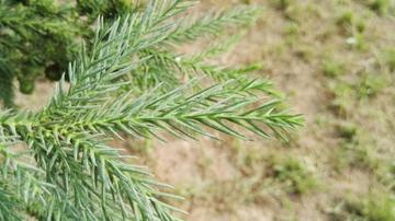 日本柳杉-松柏纲松柏目的植物