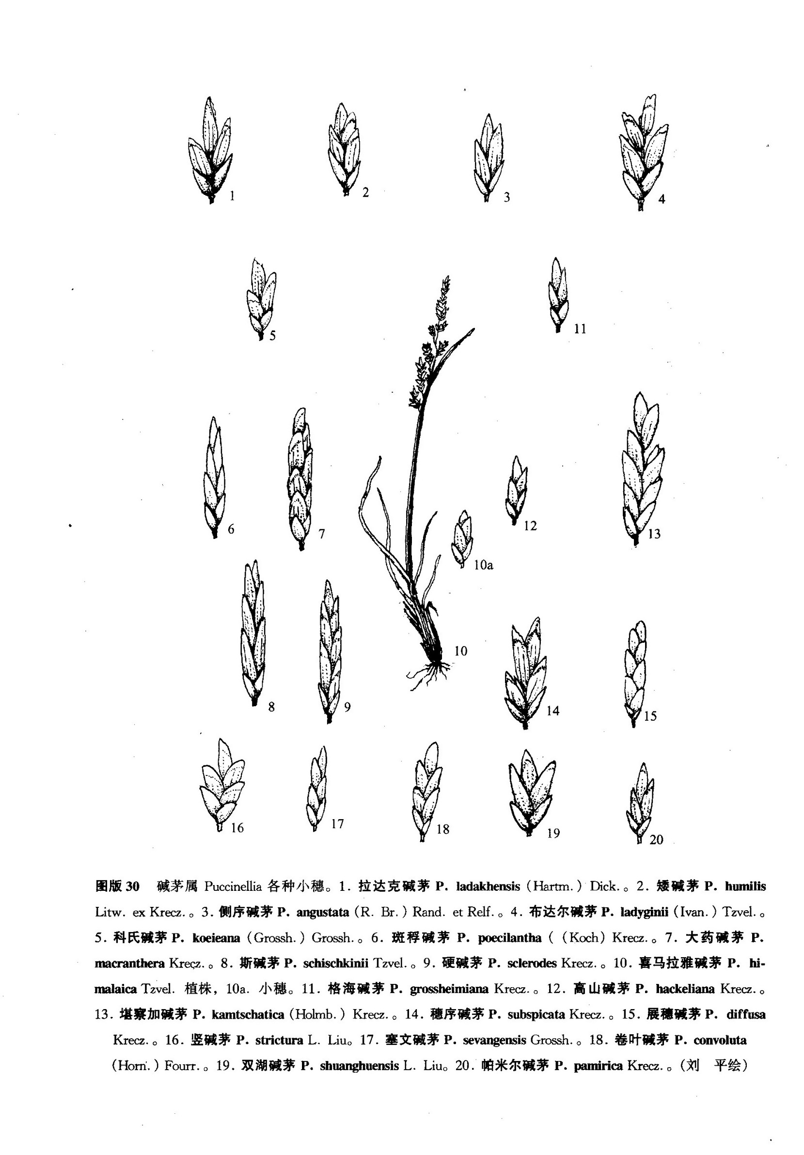 拉达克碱茅- 抖音百科