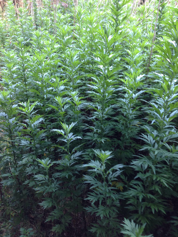 南艾蒿-菊科蒿属植物