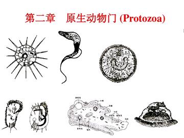 原生动物门-动物界的一门