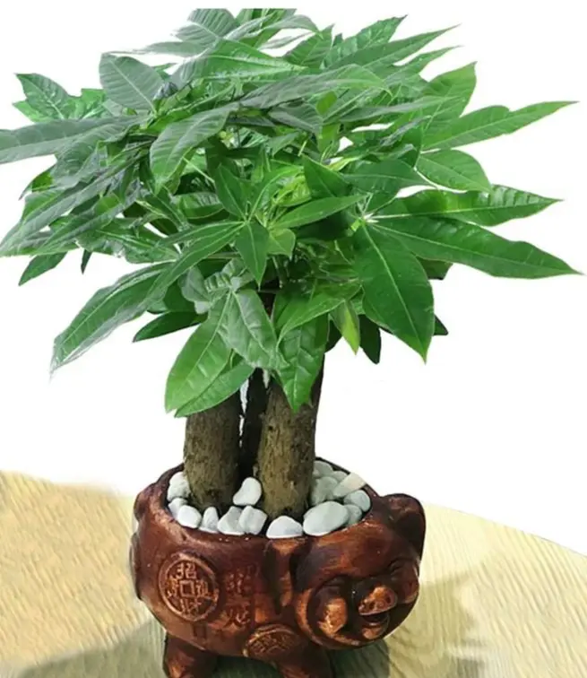 招财树