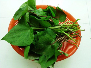 薯尖-可预防结肠癌和乳腺癌的蔬菜