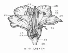 花萼